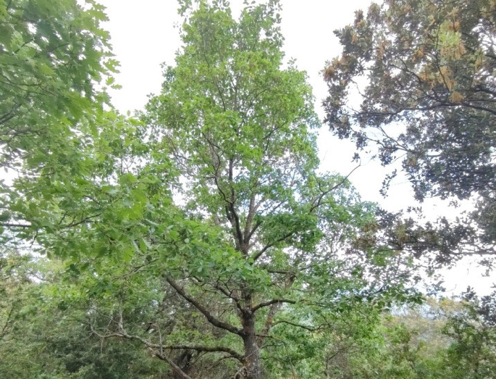 Quercus cerrioides