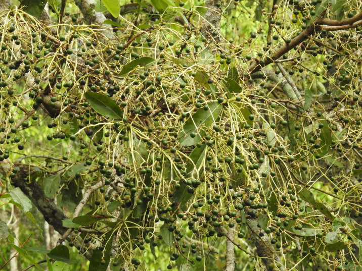 Persea macrantha