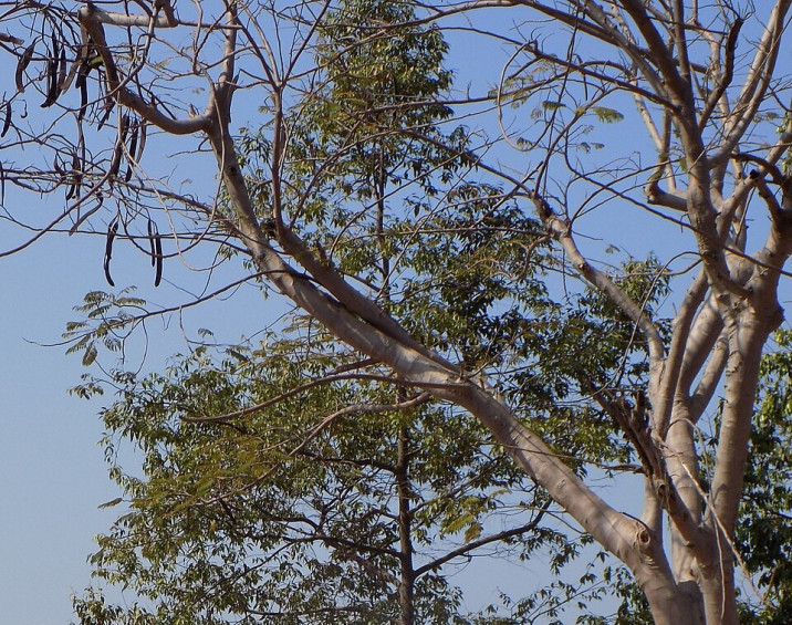 Hopea odorata