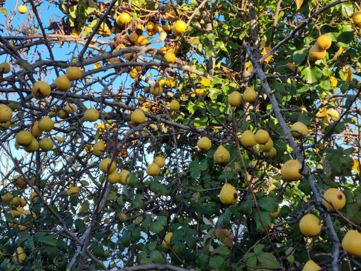 Pyrus communis