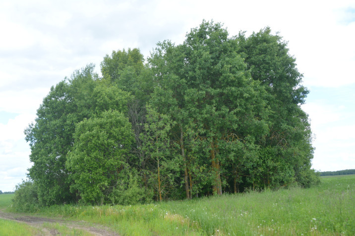 Populus tremula