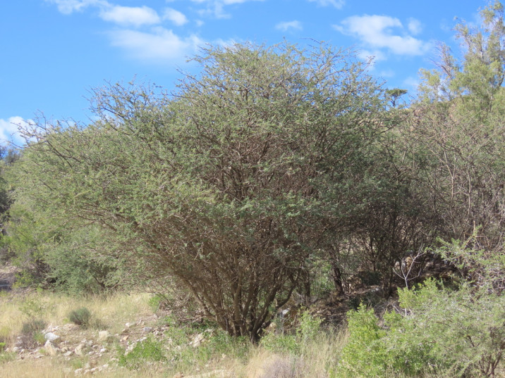 Acacia mellifera