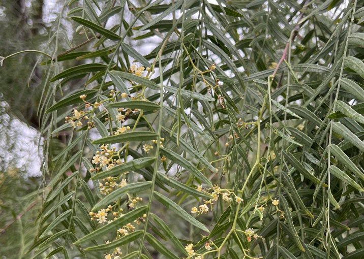 Schinus molle