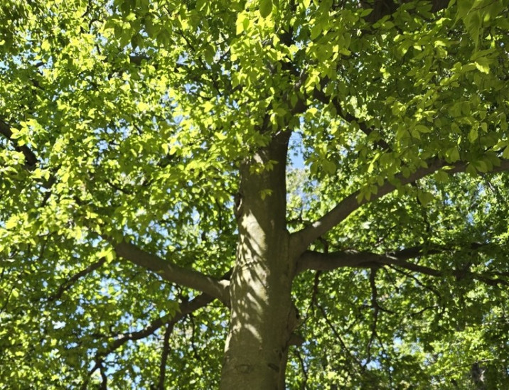 Fagus grandifolia