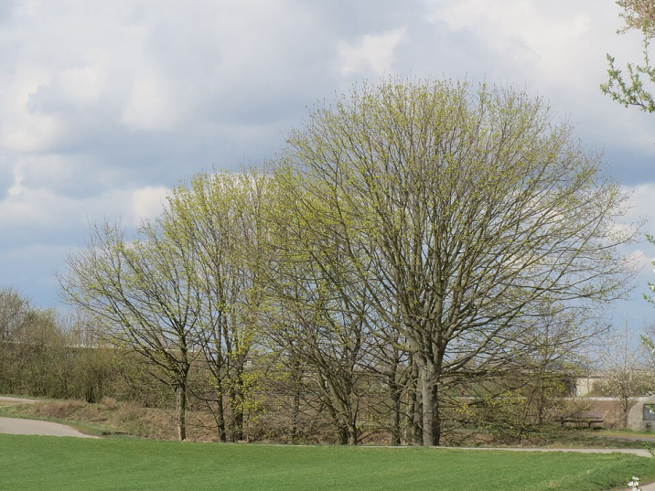 Acer platanoides