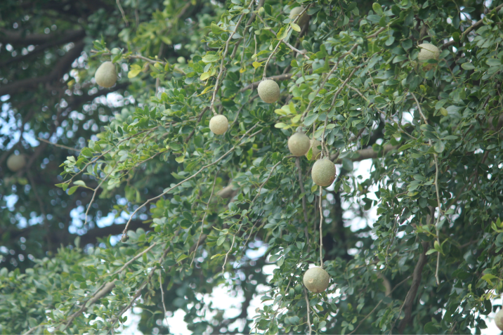 Limonia acidissima