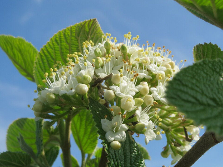 Viburnum lantana