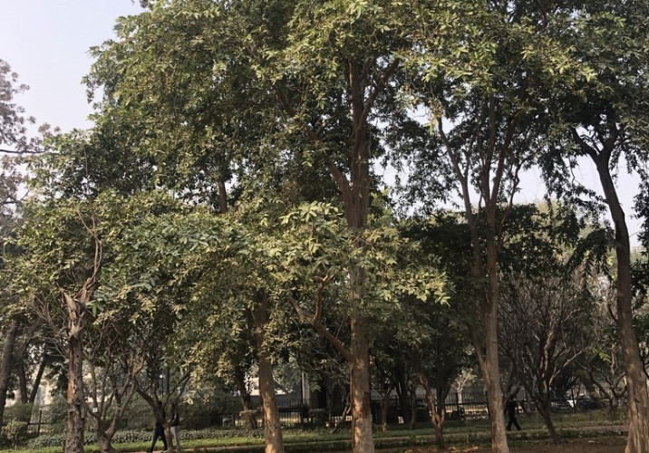 Terminalia arjuna