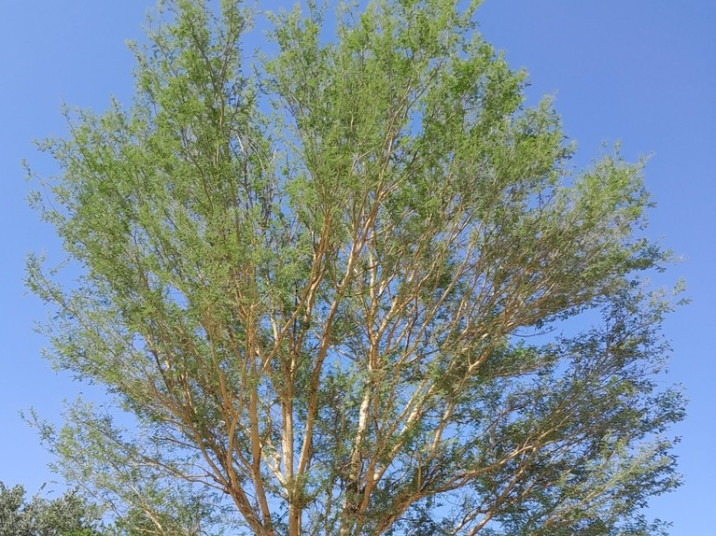 Vachellia sieberiana