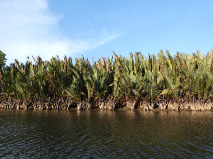 Nypa fruticans