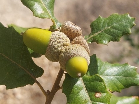 Quercus faginea
