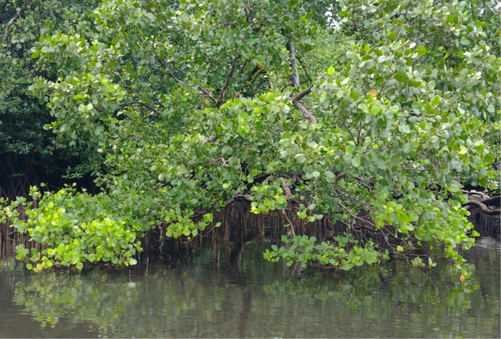 Sonneratia alba