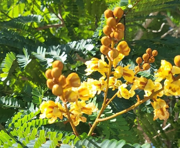 Peltophorum pterocarpum