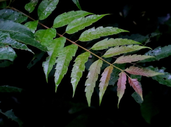 Choerospondias axillaris