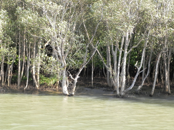 Bruguiera gymnorhiza