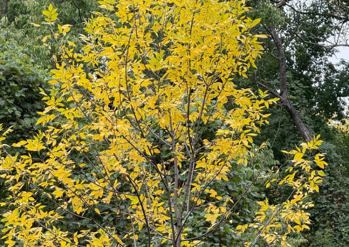 Fraxinus pennsylvanica