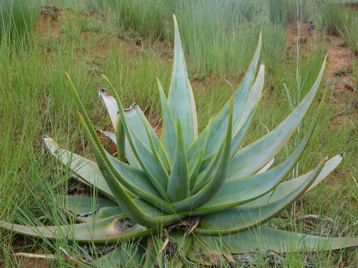 Aloe macroclada