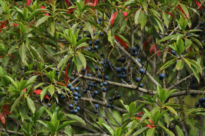 Elaeocarpus angustifolius