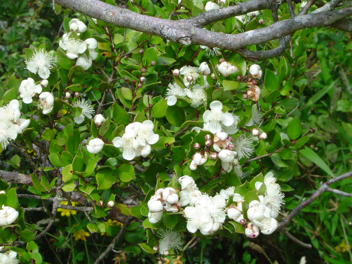 Luma apiculata