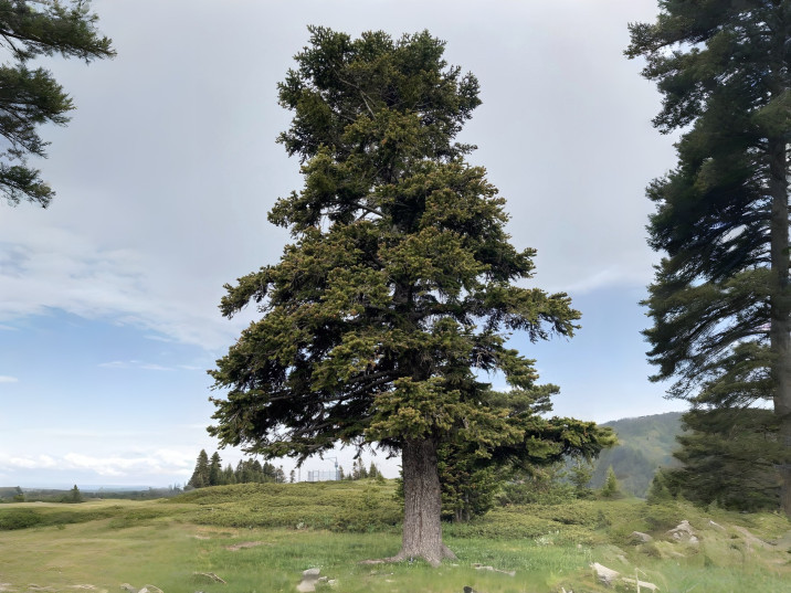 Abies nordmanniana