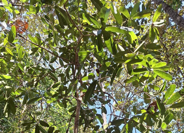 Mammea siamensis