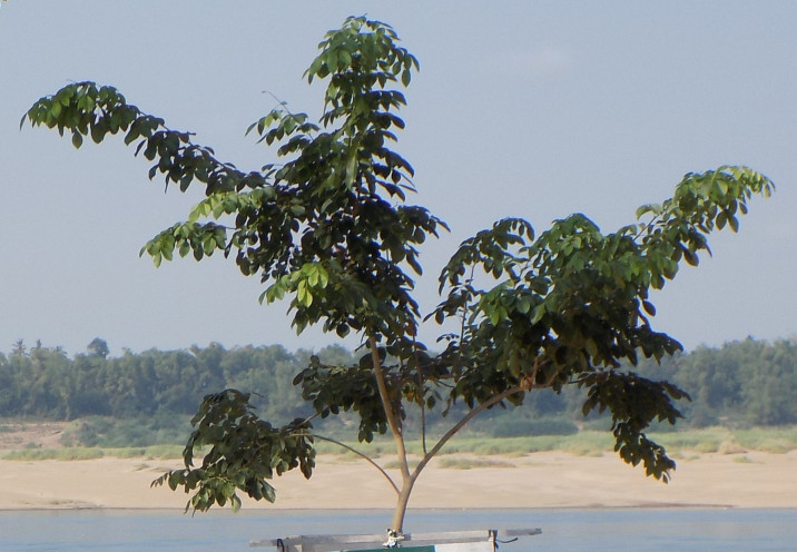 Dalbergia cochinchinensis