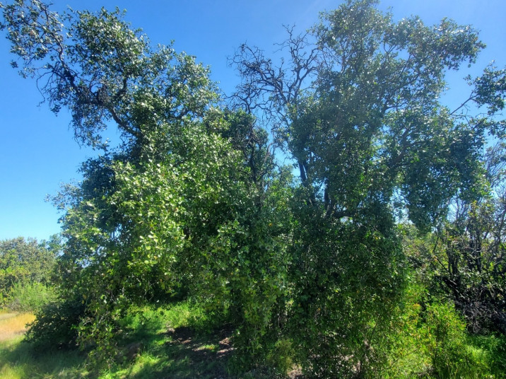 Quillaja saponaria
