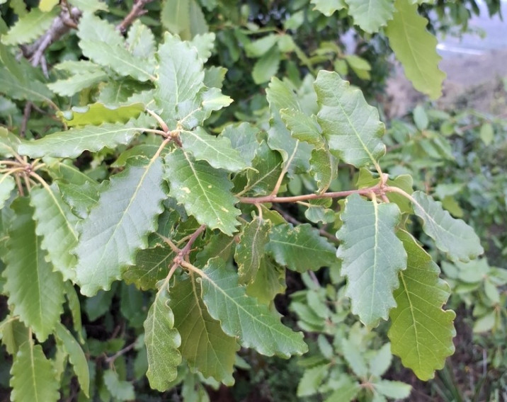 Quercus canariensis