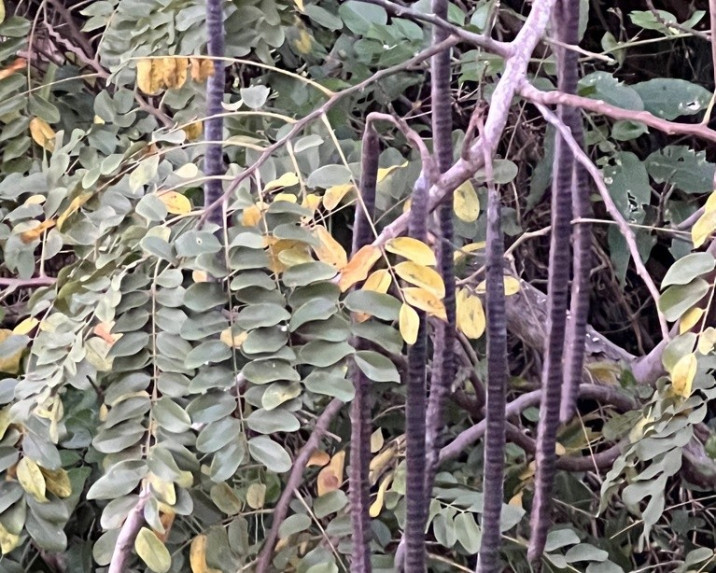 Cassia javanica