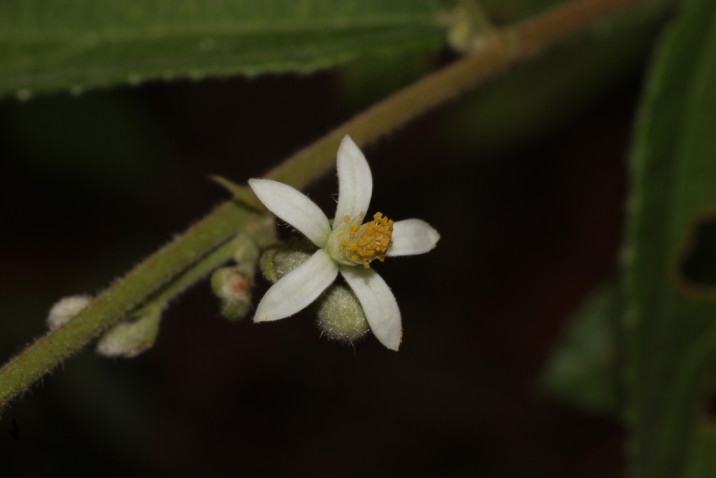 Grewia hirsuta
