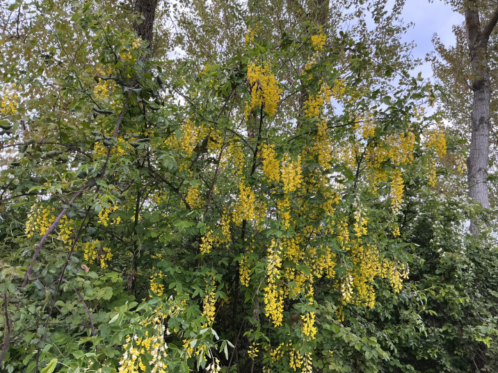 Laburnum anagyroides