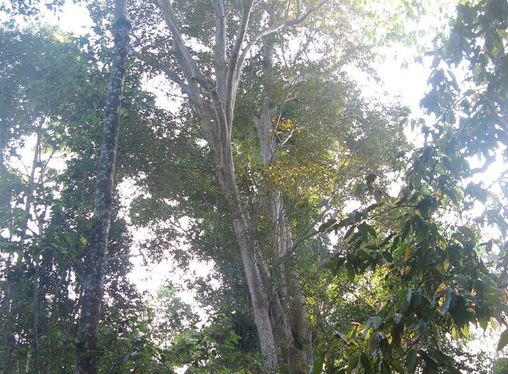 Lagerstroemia calyculata