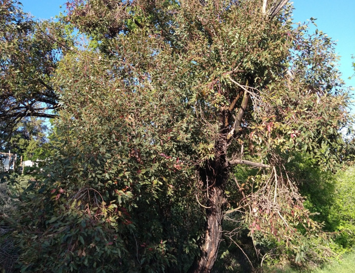 Eucalyptus robusta