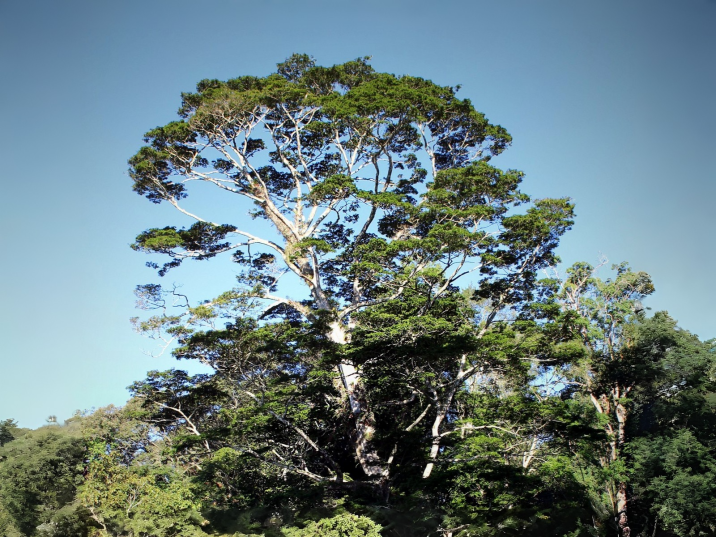 Newtonia buchananii