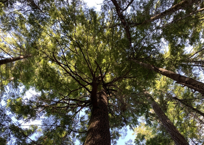 Tsuga heterophylla