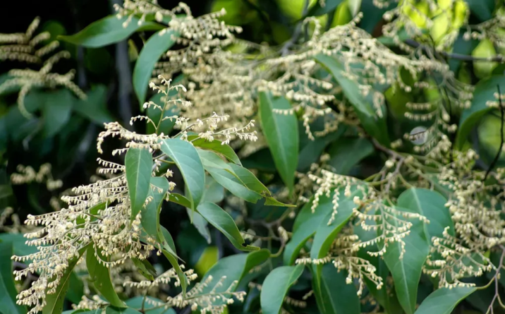 Hopea ferrea