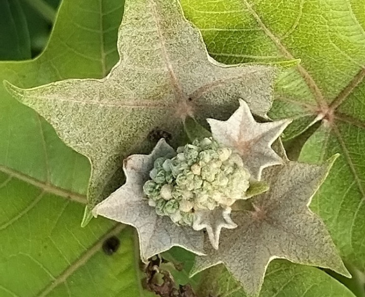 Jatropha curcas