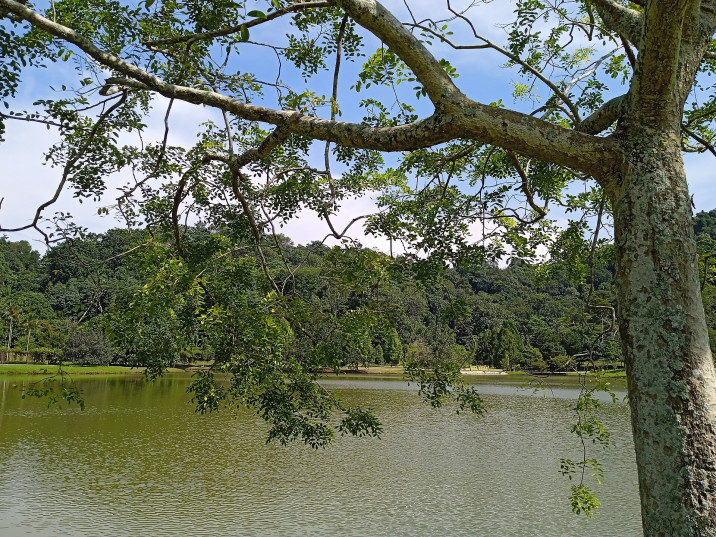 Dalbergia oliveri
