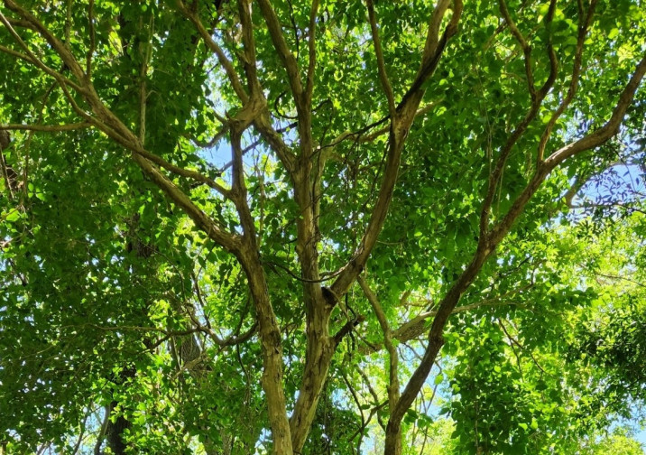 Campomanesia xanthocarpa