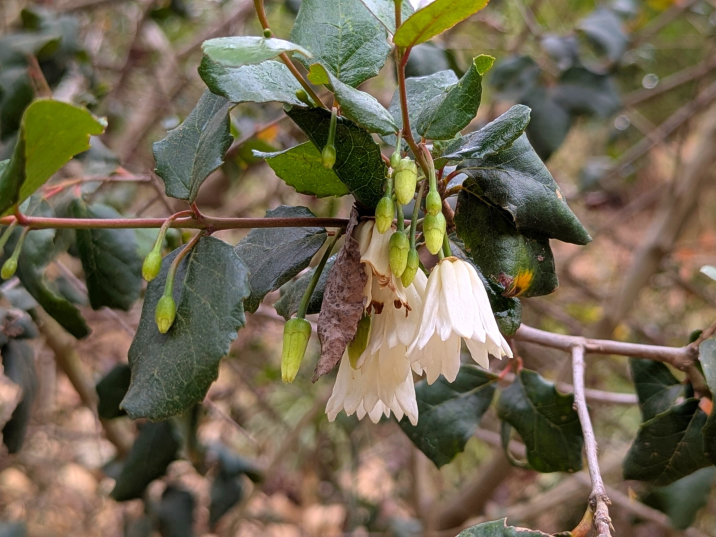 Crinodendron patagua