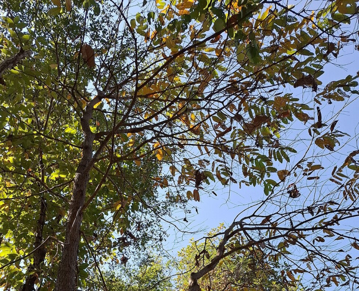 Lagerstroemia loudonii