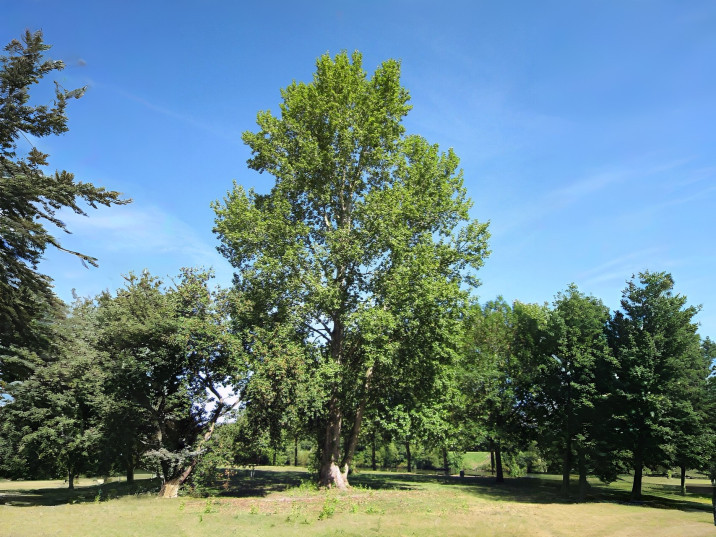 Populus canescens