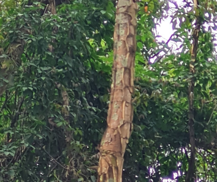 Piptadenia gonoacantha