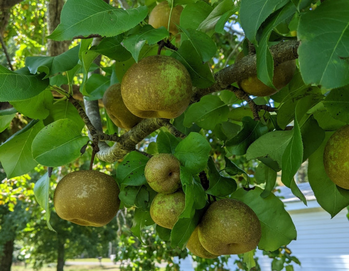 Pyrus pyrifolia