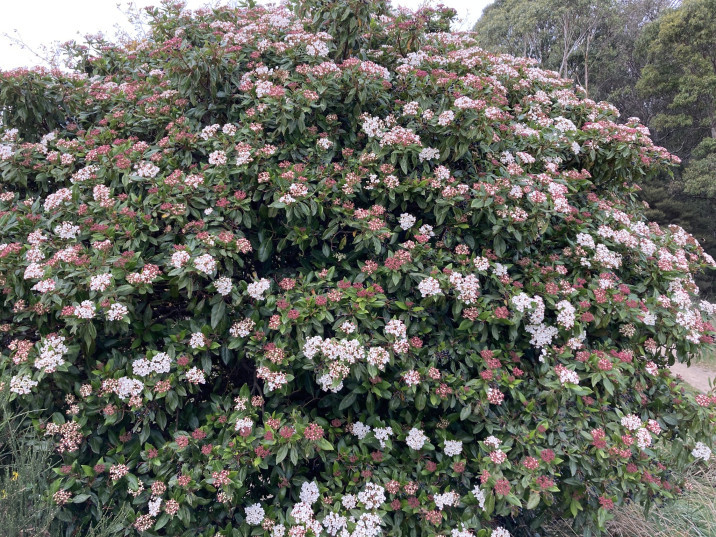 Viburnum tinus