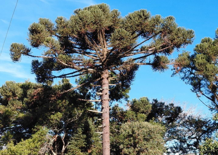 Araucaria angustifolia