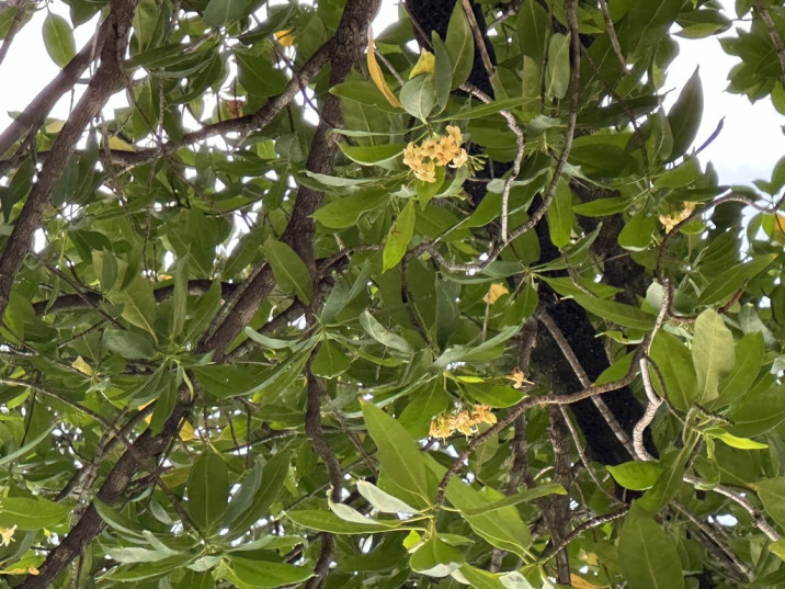 Fagraea fragrans