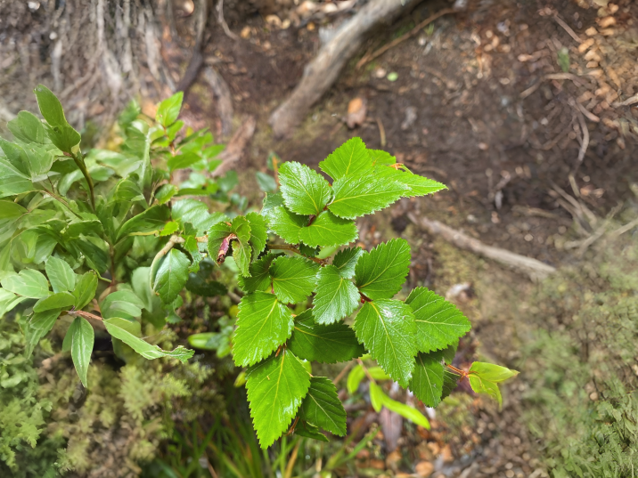 Nothofagus nitida