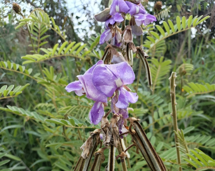Tephrosia vogelii