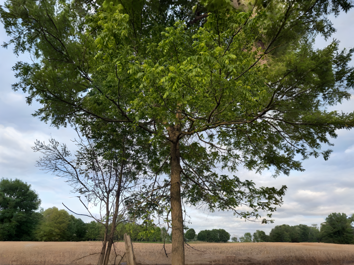 Juglans nigra